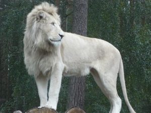 weißer Löwe zum Thema Selbstbewusstsein